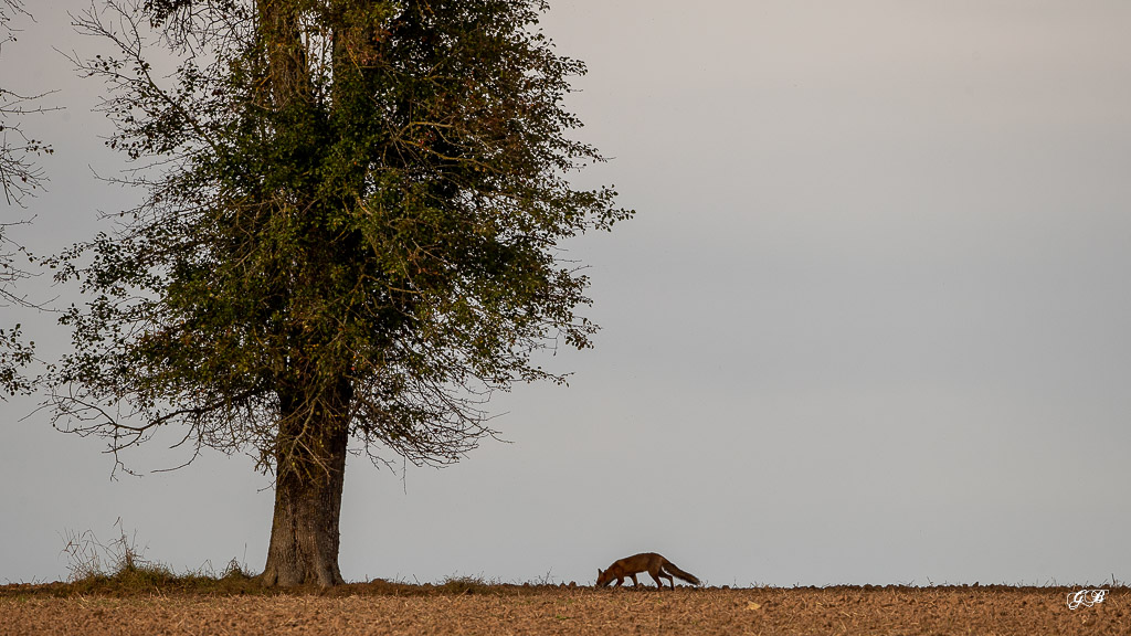 Renard Roux (Vulpes vulpes)-481.jpg