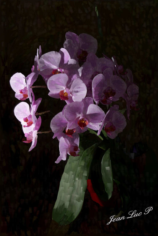 orchideesblog.jpg