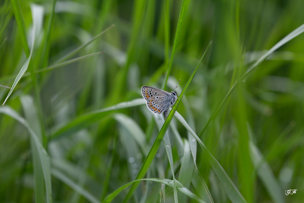 Collier de corail (Aricia agestis )-1.jpg