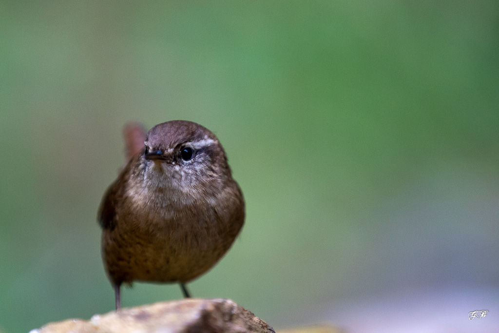 Troglodyte mignon (Troglodytes troglodytes) Winter wren-258.jpg