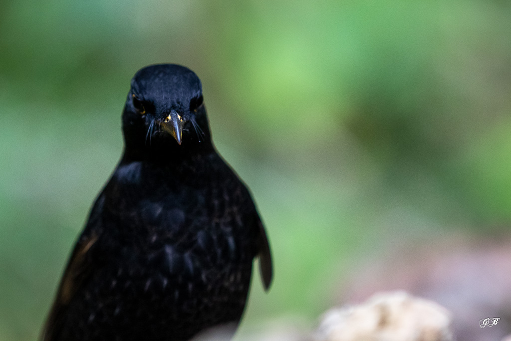 Merle noir (Turdus merula) Eurasian or common blackbird-174.jpg