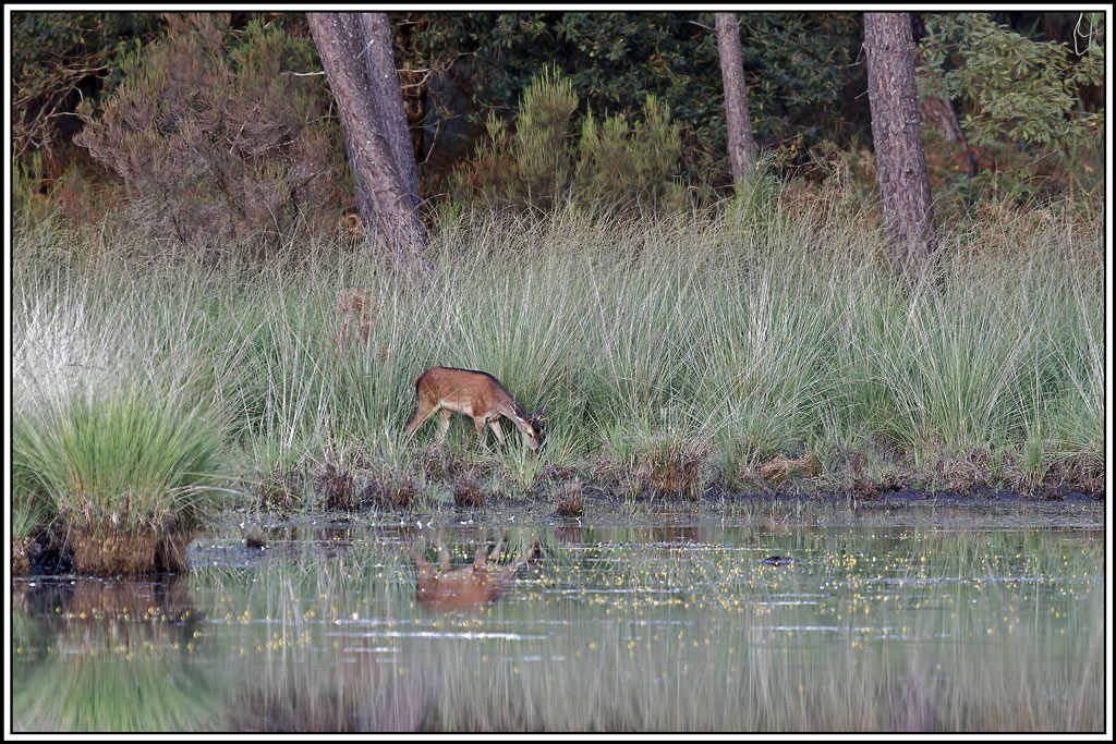 cerf(3615).jpg