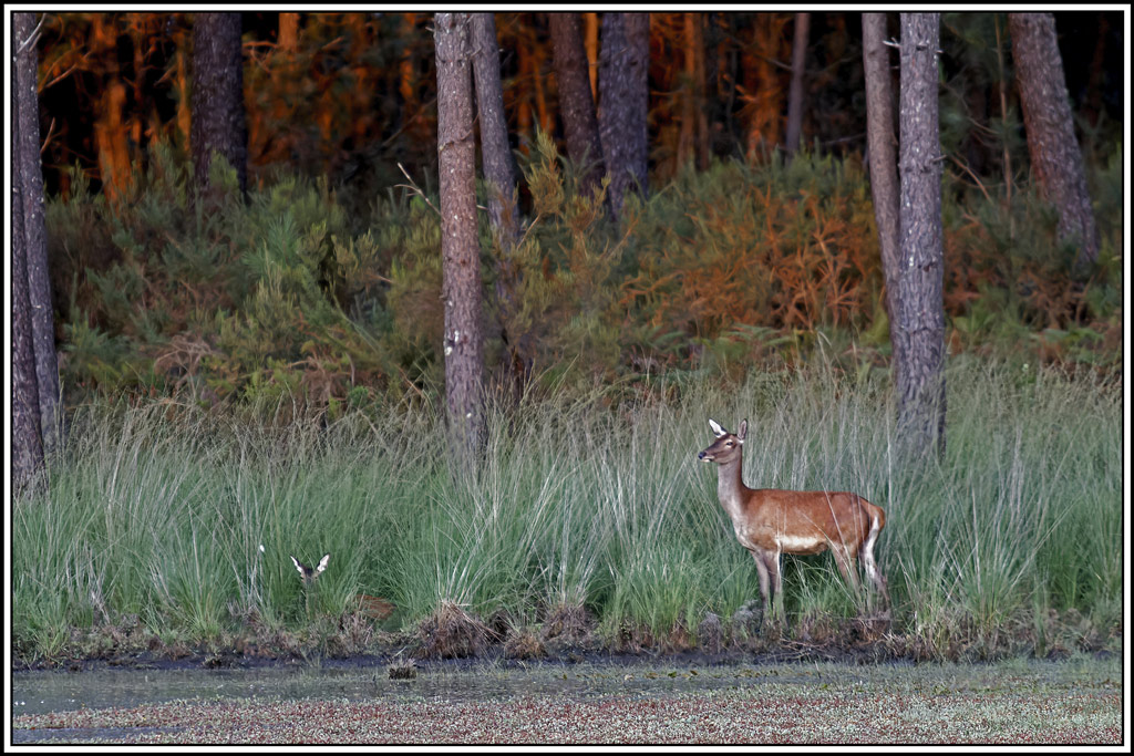 cerf(3633).jpg