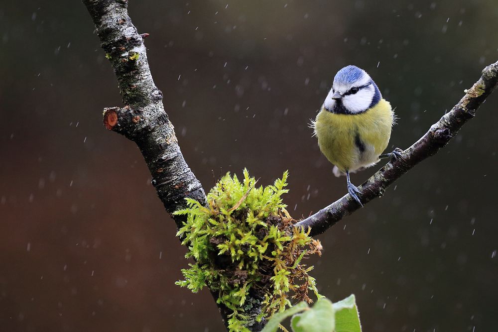 mésange bleue 3.jpg