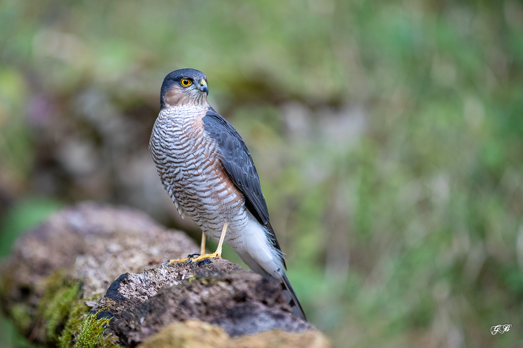 Epervier d'Europe (Accipiter nisus) European hawk-1.jpg