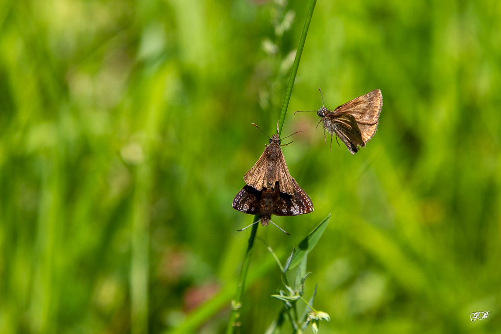 Point de Hongrie (Erynnis tages)-7.jpg