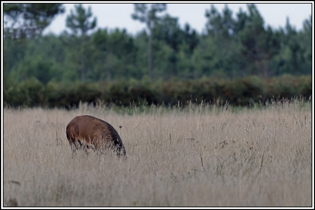 cerf(3650).jpg