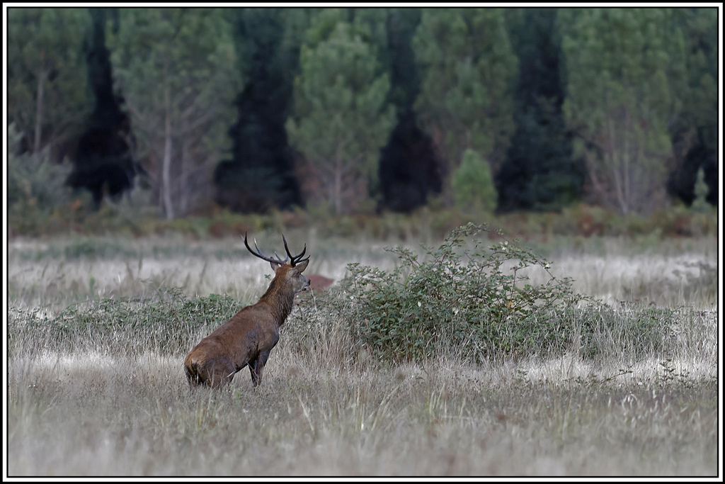 cerf(3669).jpg