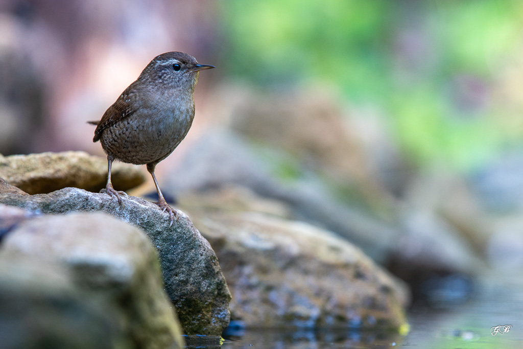 Troglodyte mignon (Troglodytes troglodytes) Winter wren-305.jpg