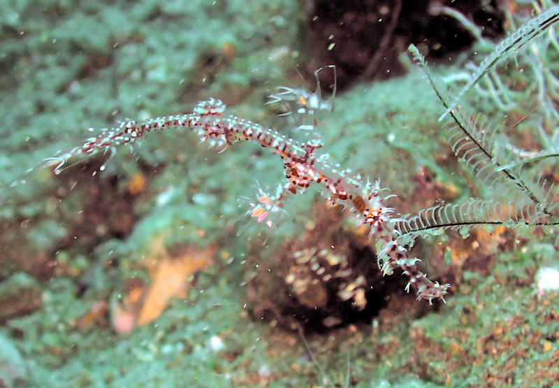 Poisson-fantôme arlequin - Ornate ghost pipefish -Solenostomus paradoxus.jpeg