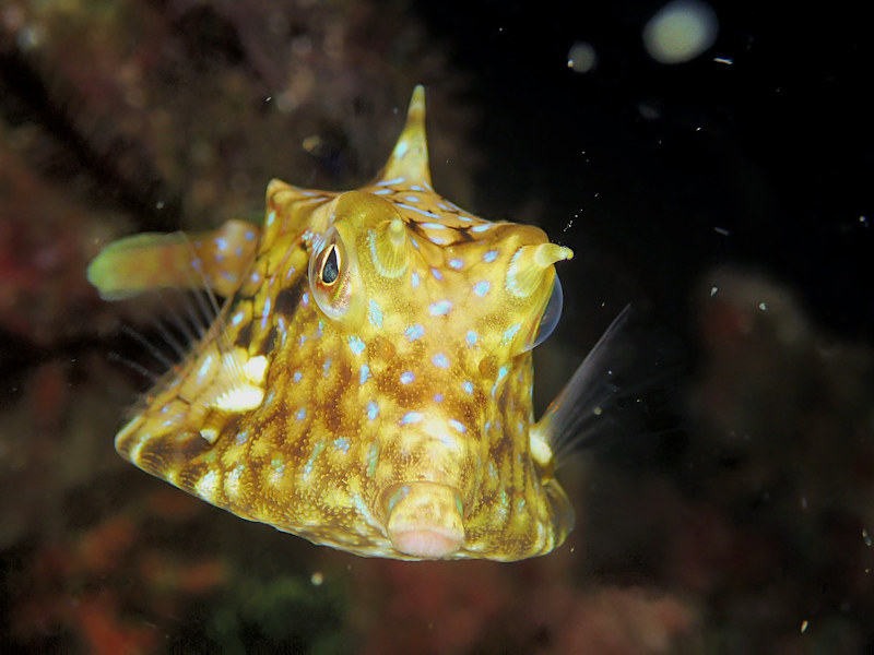 Poisson vache cornu, Poisson vache à longues cornes Longhorn cowfish Lactoria cornuta Poissons coffre.jpeg