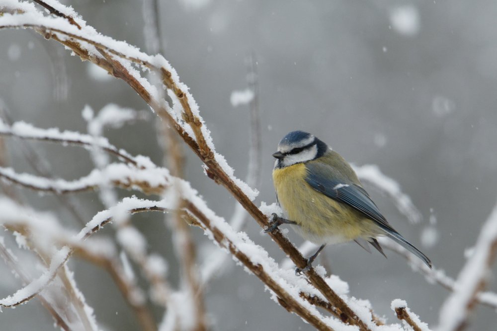 20210124_02 Mésange bleue.jpg