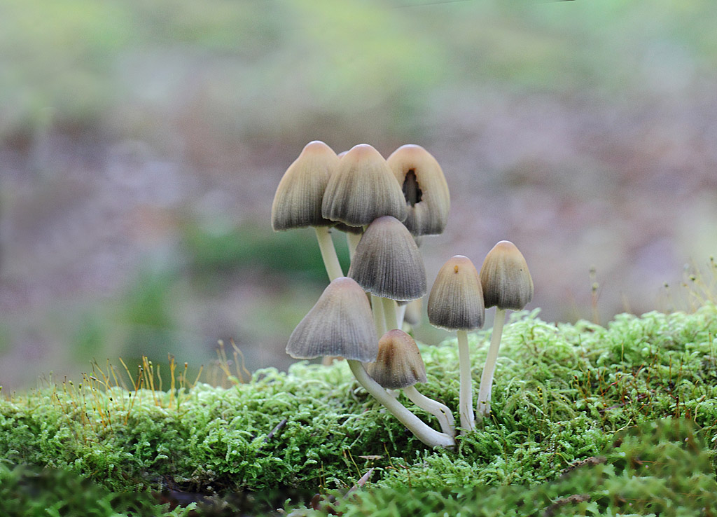 Coprin mycacé - Coprinus mycaseus.JPG