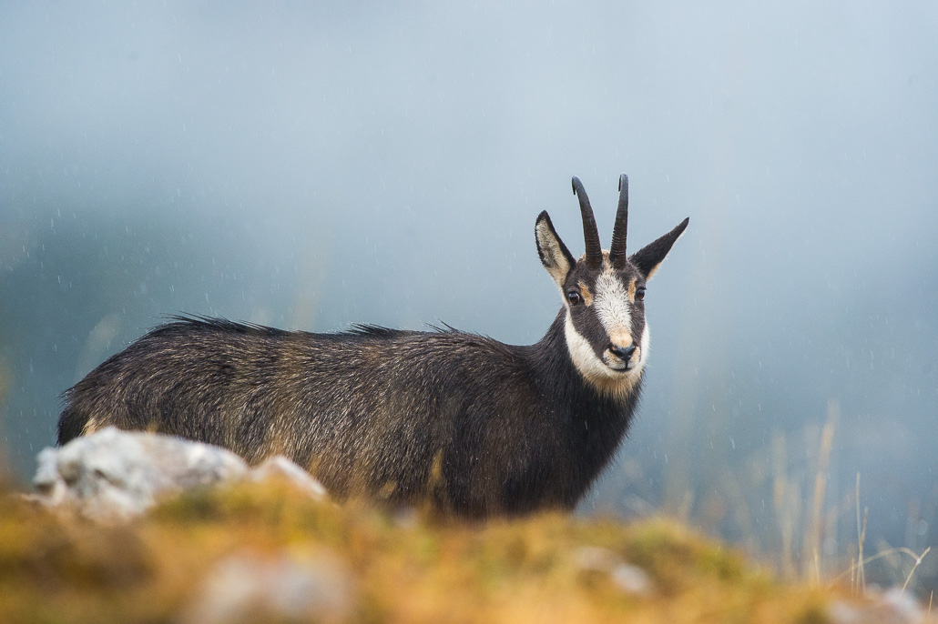 Chamois 2021_145.jpg