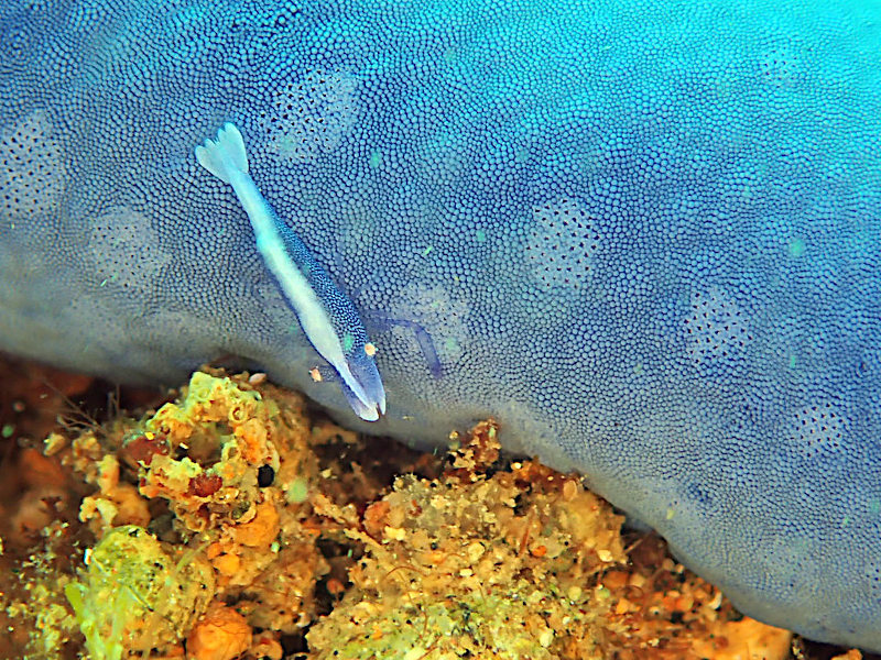 Sea star shrimp sur une étoile de mer bleue  - Periclimenes soror.jpeg