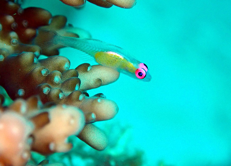 Gobie à oeil rose - Pinkeye goby - Bryaninops natans.jpeg