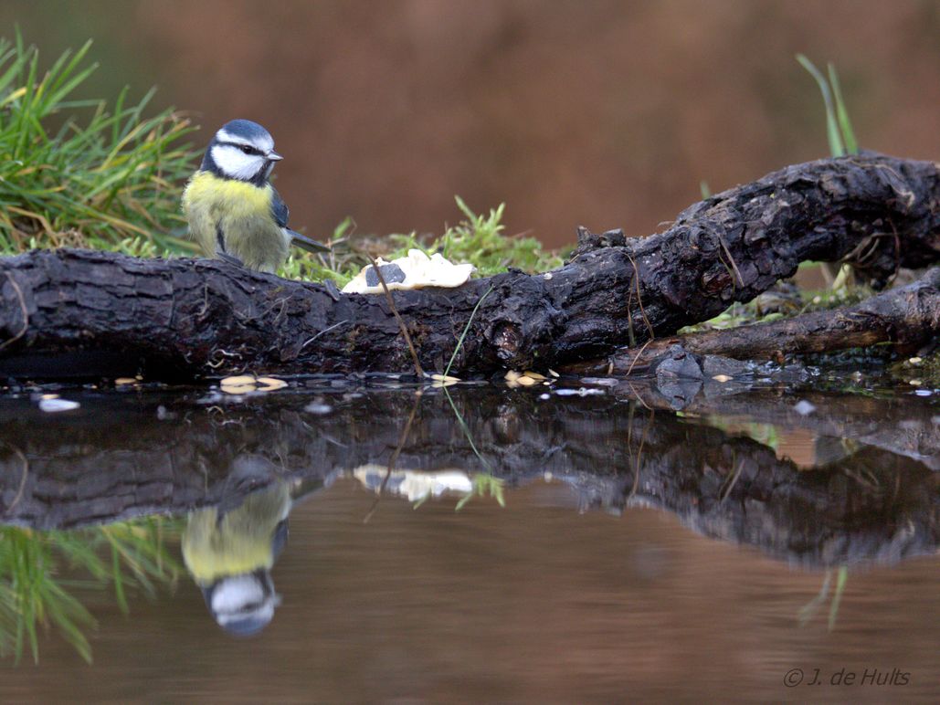 mésange bleue avec reflet-R.jpg