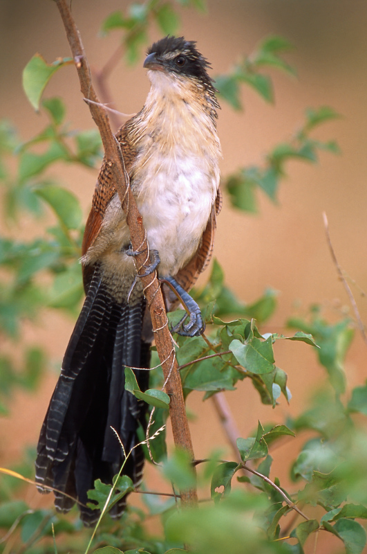 Coucal de Burchell - 1783-29.jpg