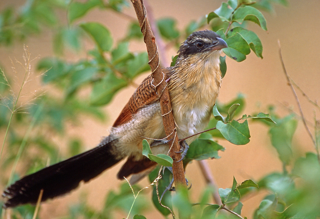 Coucal de Burchell - 1783-28.jpg