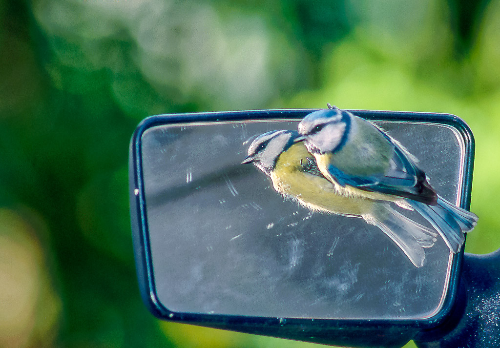 Mésange_bleue_au_rétro.jpg