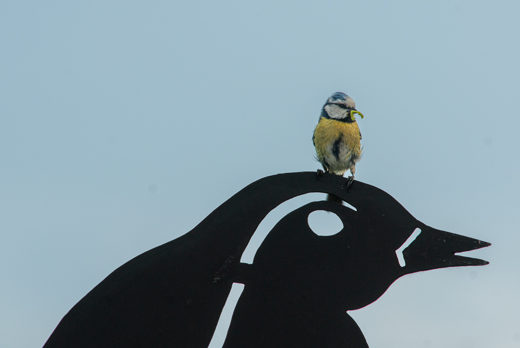 Mésange bleue_sur_girouette.jpg