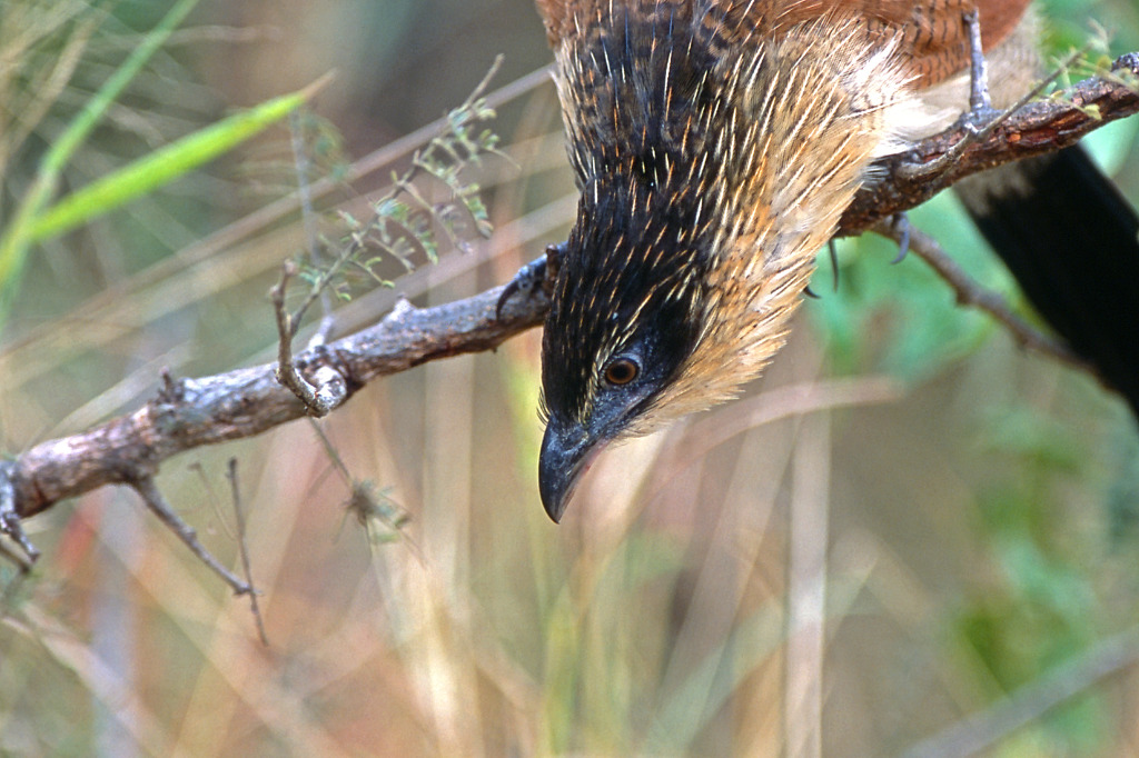 Coucal de Burchell - 1783-32.jpg