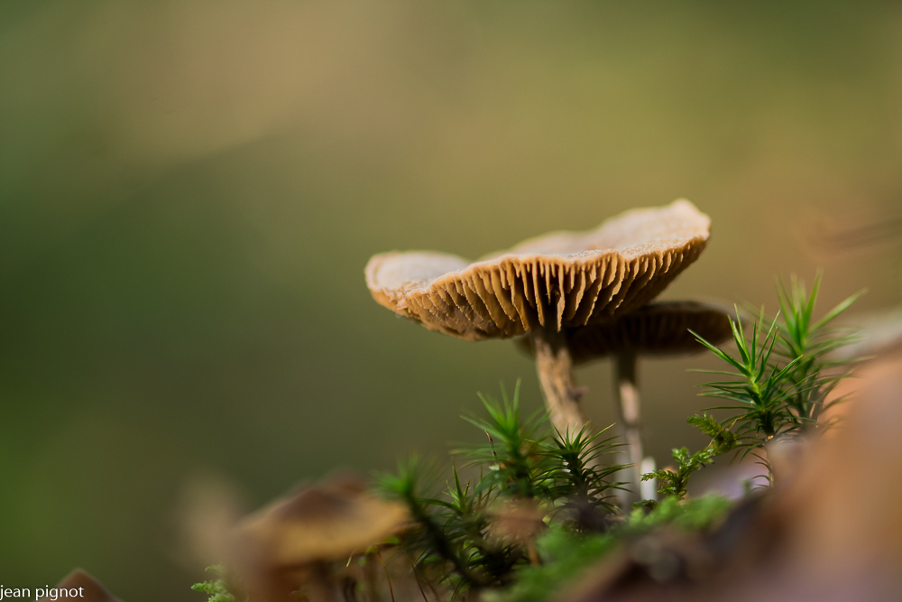 inocybe couleur de cerf.JPG