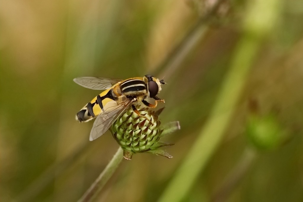 2 IMG_2457X Helophilus sp.JPG