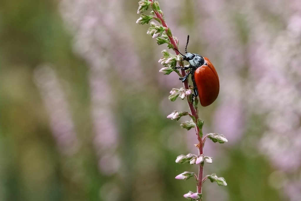 3 IMG_2709X Chrysomela populi.JPG