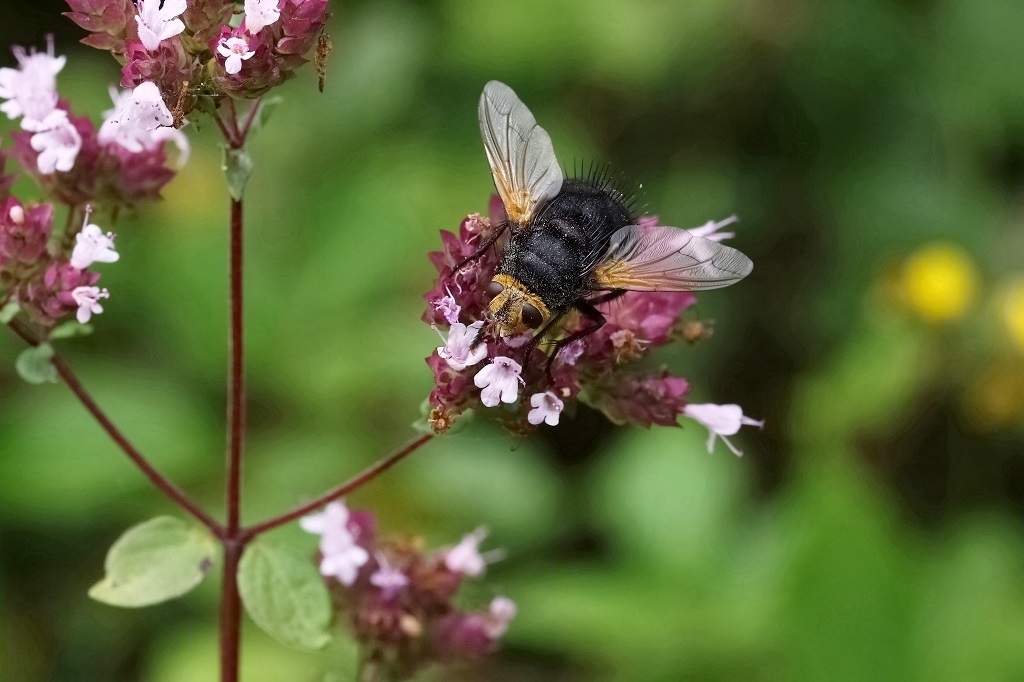 4 IMG_2752X Tachina grossa.JPG