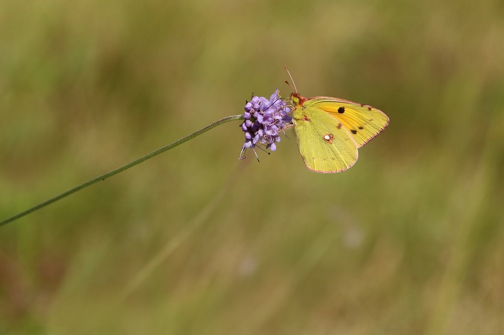 9 IMG_7206X Colias crocea Souci.JPG