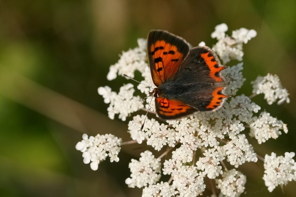 10 IMG_7246X Lycaena phlaeas Cuivré commun.JPG