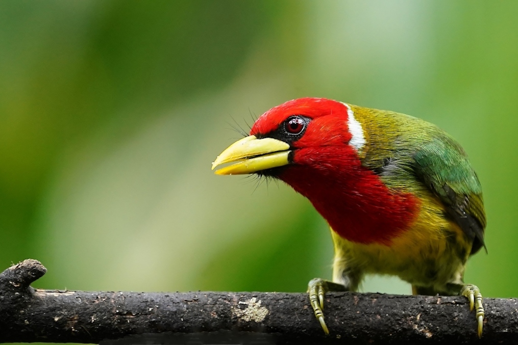 24Cabezon à tête rouge m- alamb.JPG