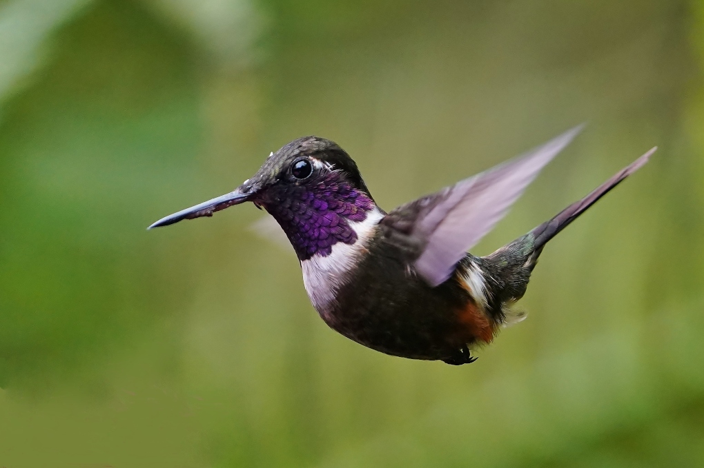 26Colibri de Mitchell mâle - Alambi..JPG