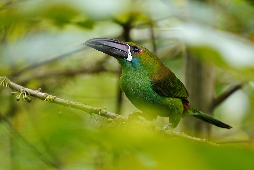 36Toucanet à croupion rouge-Alambi.JPG