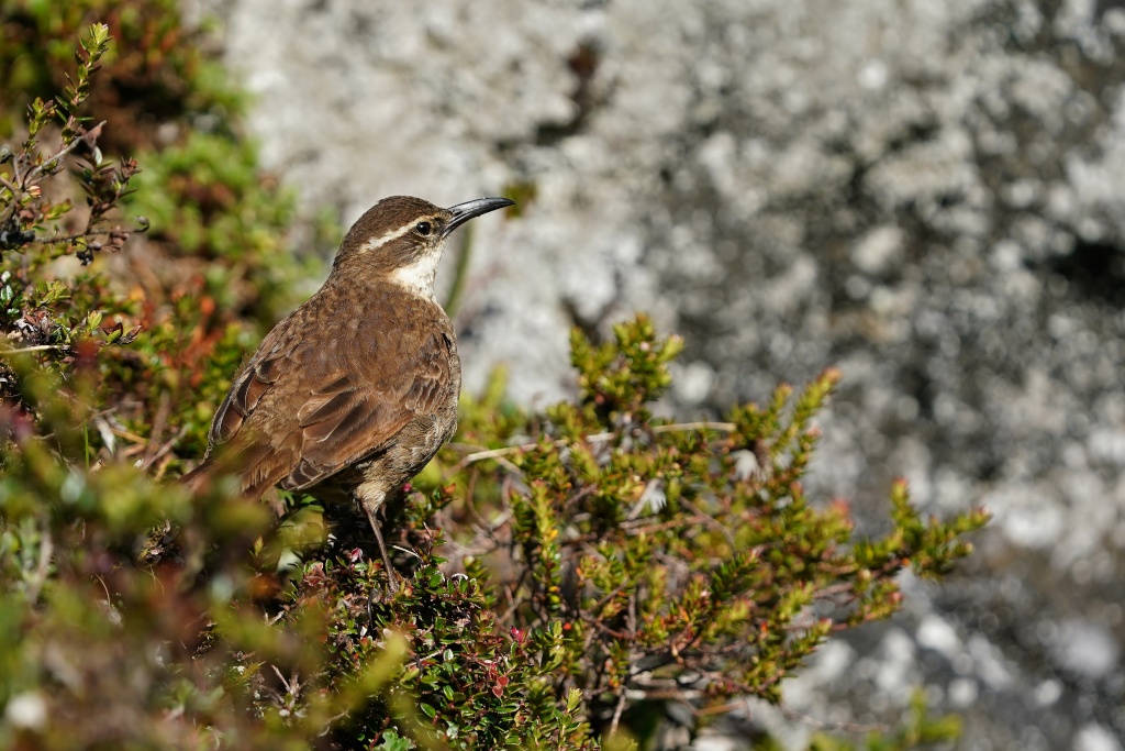 53Cinclode du Paramo - papallacta.JPG