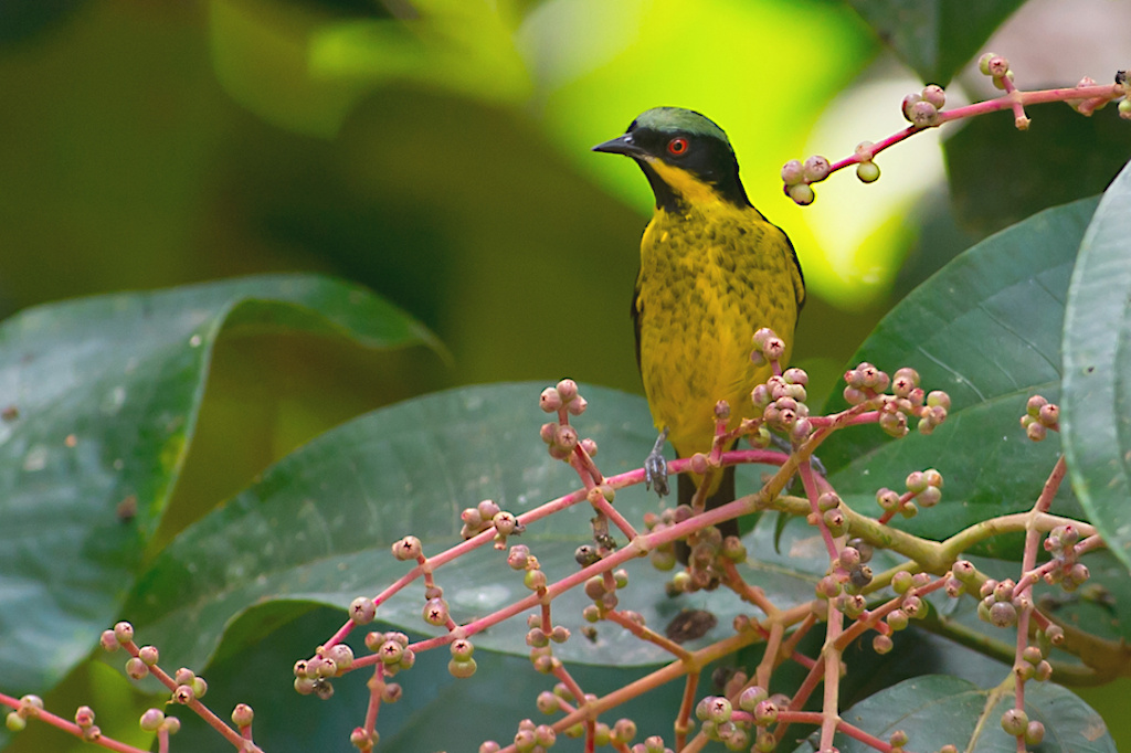 128 Dacnis à ventre jaune -sani.jpg