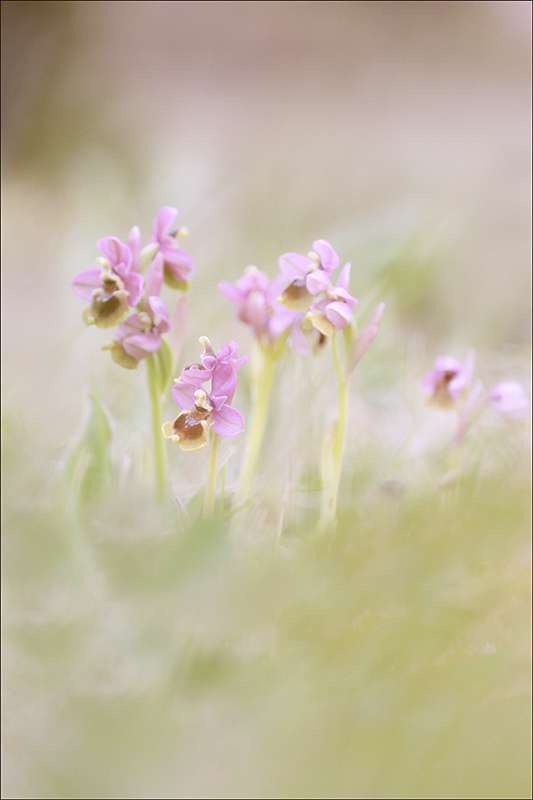 Ophrys tenthredinifera.jpg