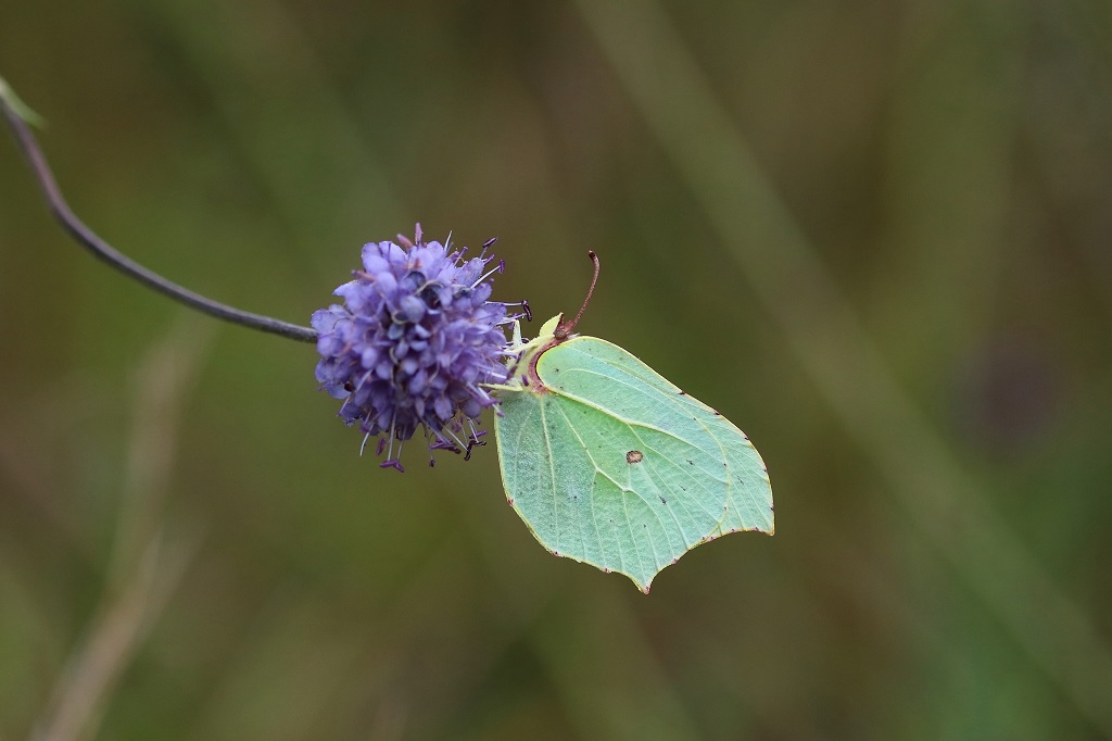 7 IMG_7227X Gonepteryx rhamni ♀.JPG