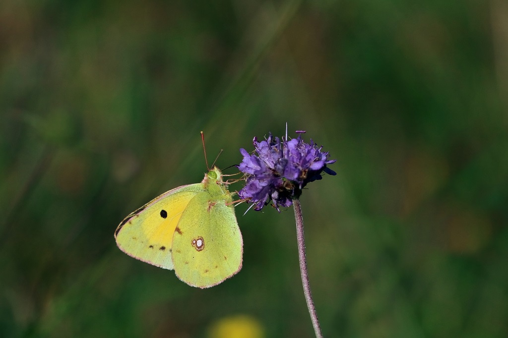 9 IMG_7367X Colias crocea Souci.JPG