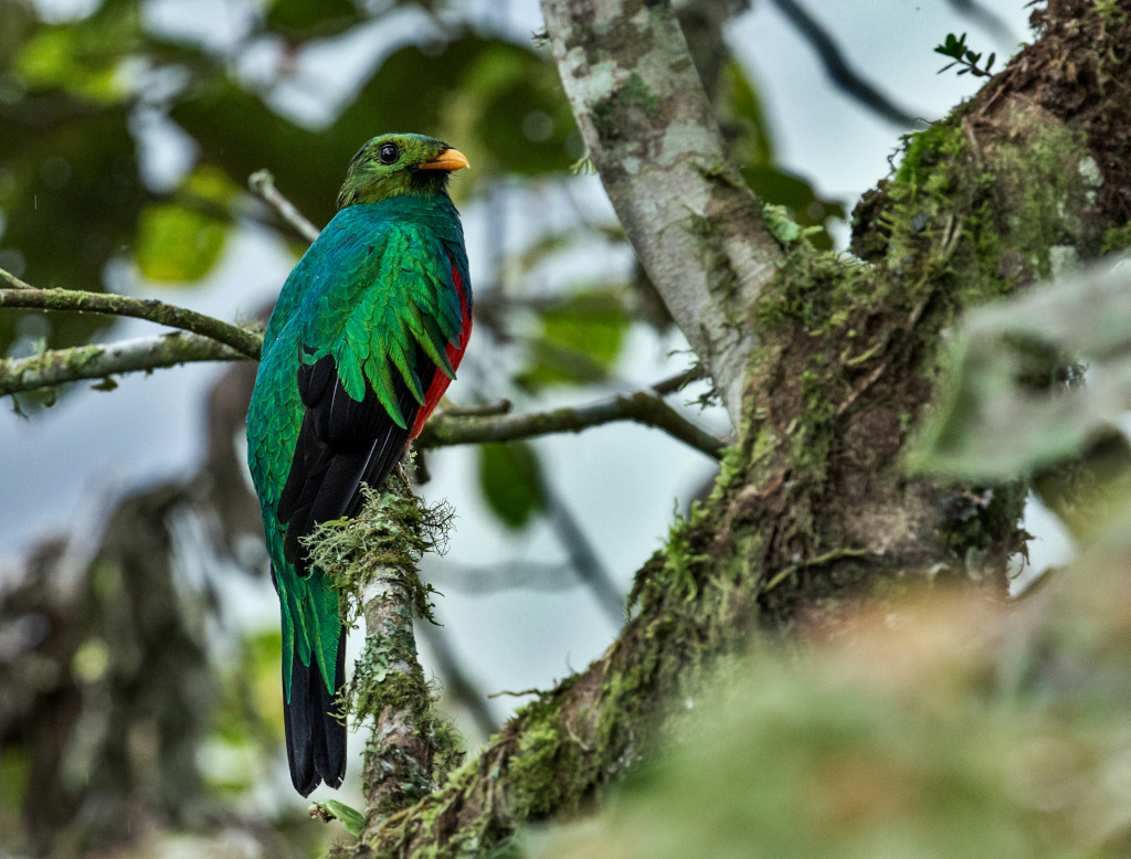 264 Quetzal doré - Paz.jpg