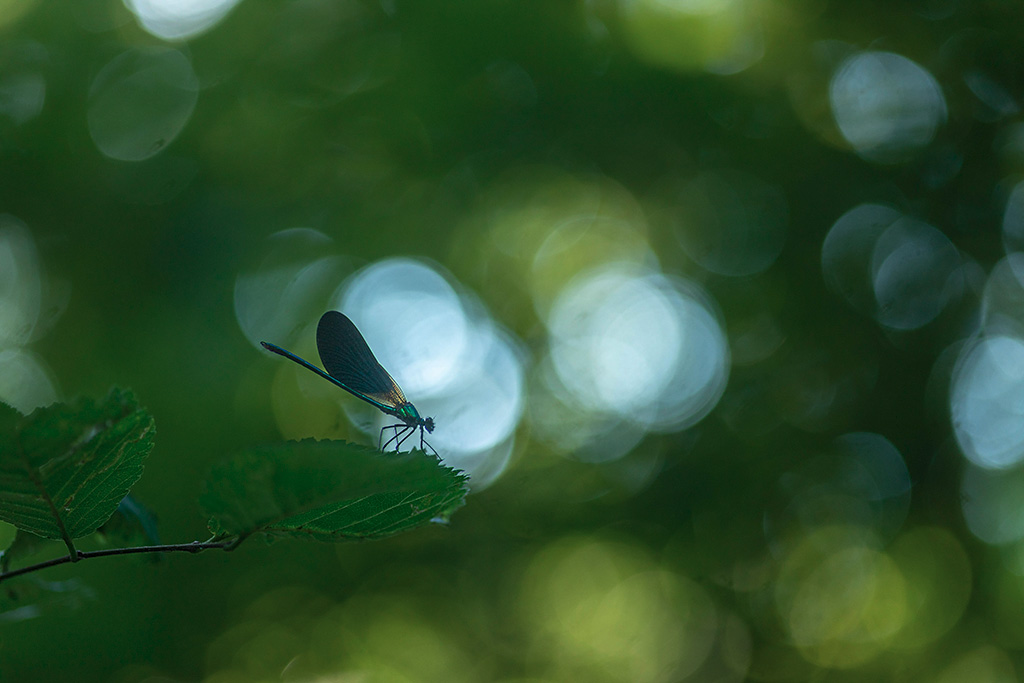 calopteryx20203.jpg