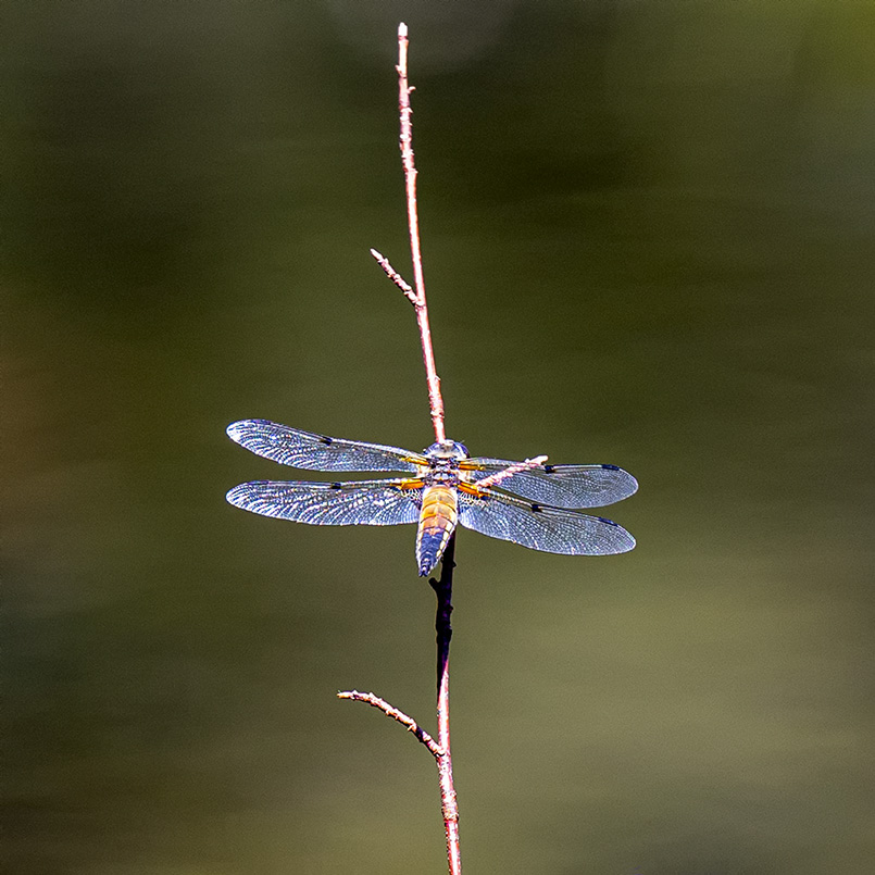 deprimee-jaune_DSC2987.jpg