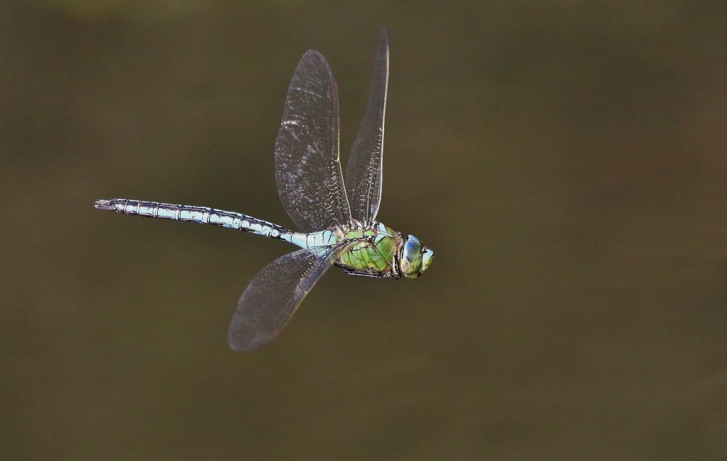 Anax empereur -Finistère.JPG