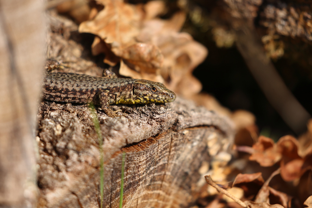 Lézard des murailles - Podarcis muralis 46 I&N.JPG