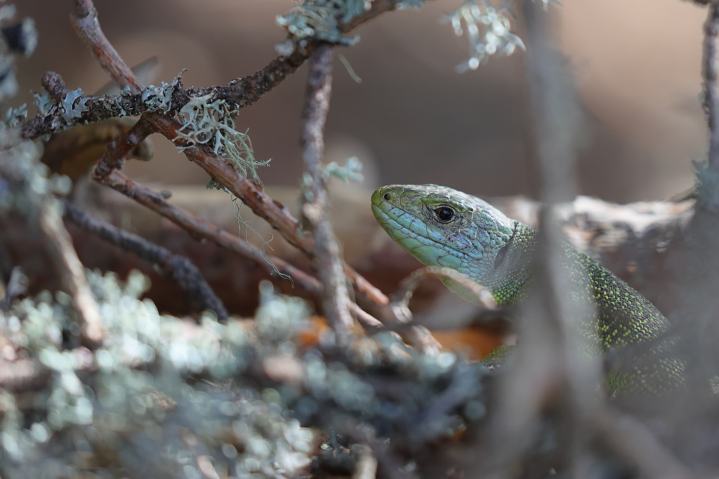 Lézard vert - Lacerta bilineata 26 I&N.JPG