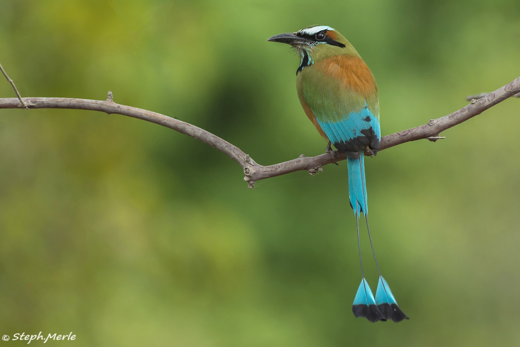 1 - Motmot à sourcils bleus-Carara.jpg