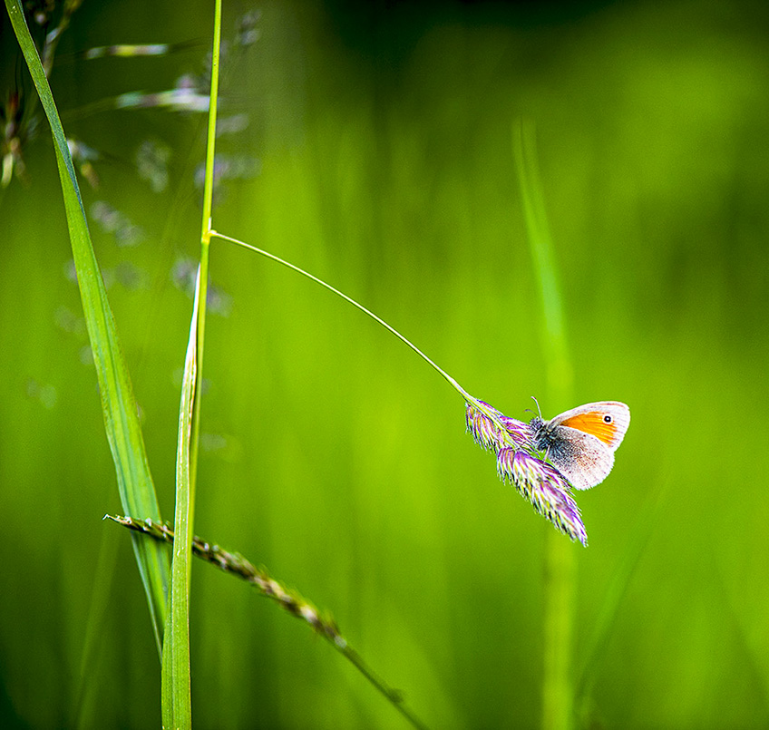 papillon_DSC3789.jpg