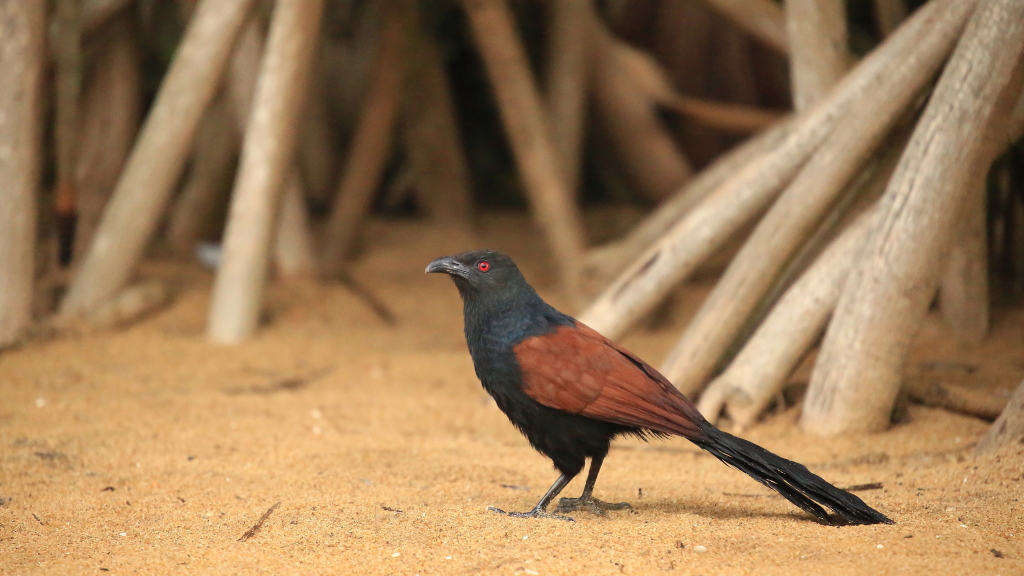 174 Grand Coucal.JPG