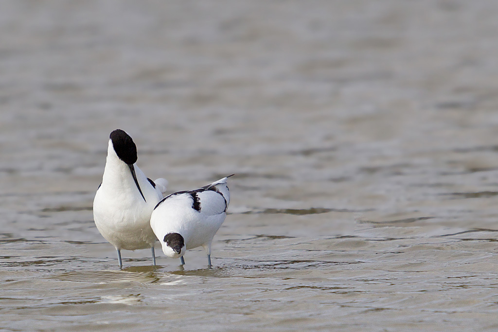 avocette accouplement _028.jpg